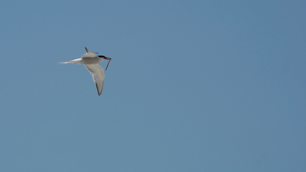 Common Tern - ML467408341