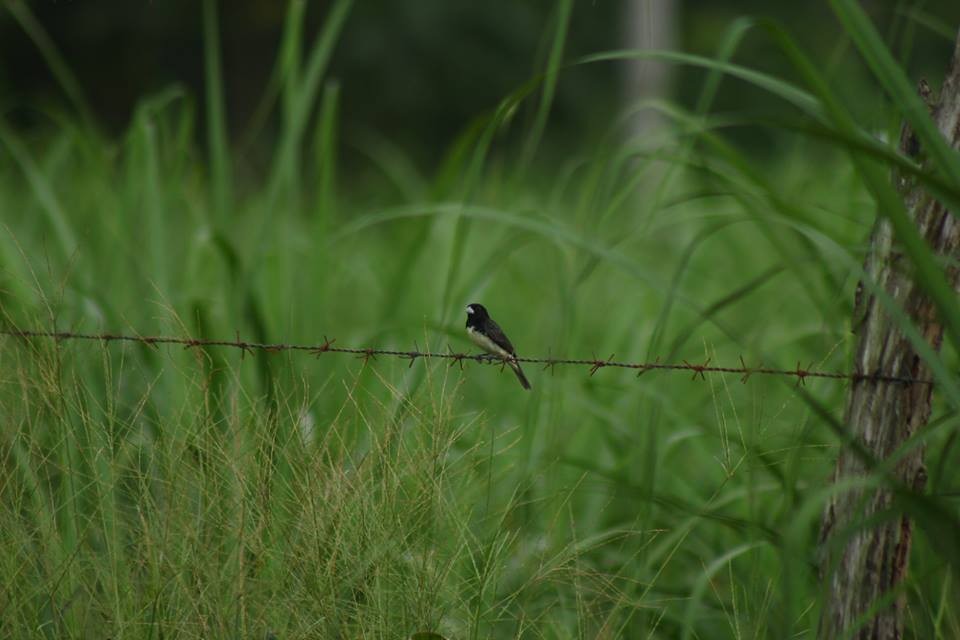 Yellow-bellied Seedeater - ML467414521