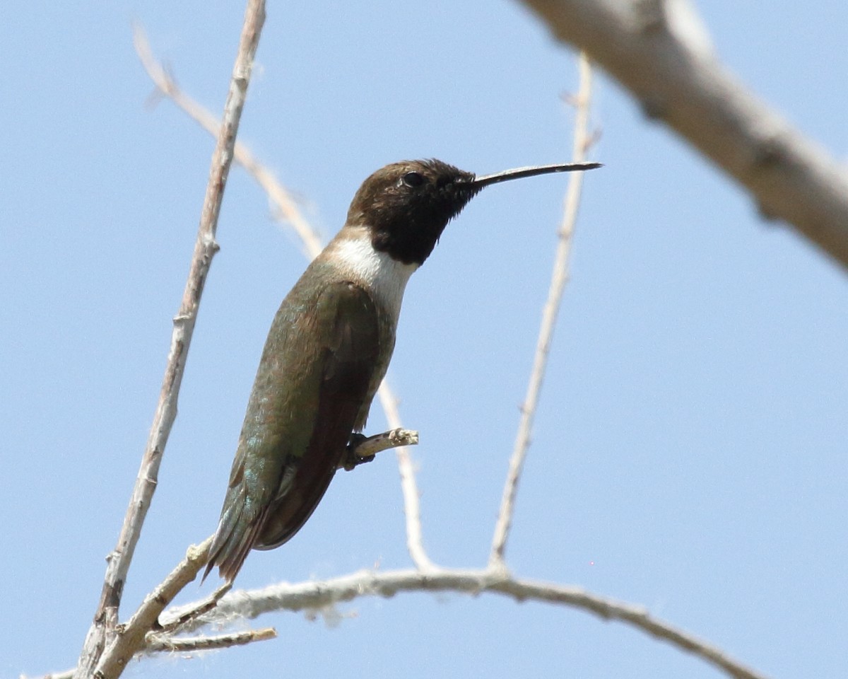Black-chinned Hummingbird - ML467415911