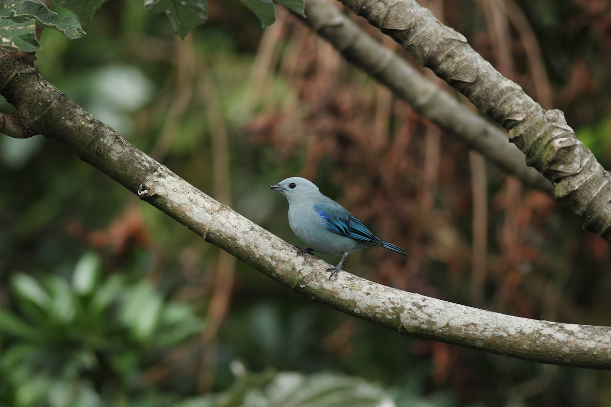 Blue-gray Tanager - ML467417201