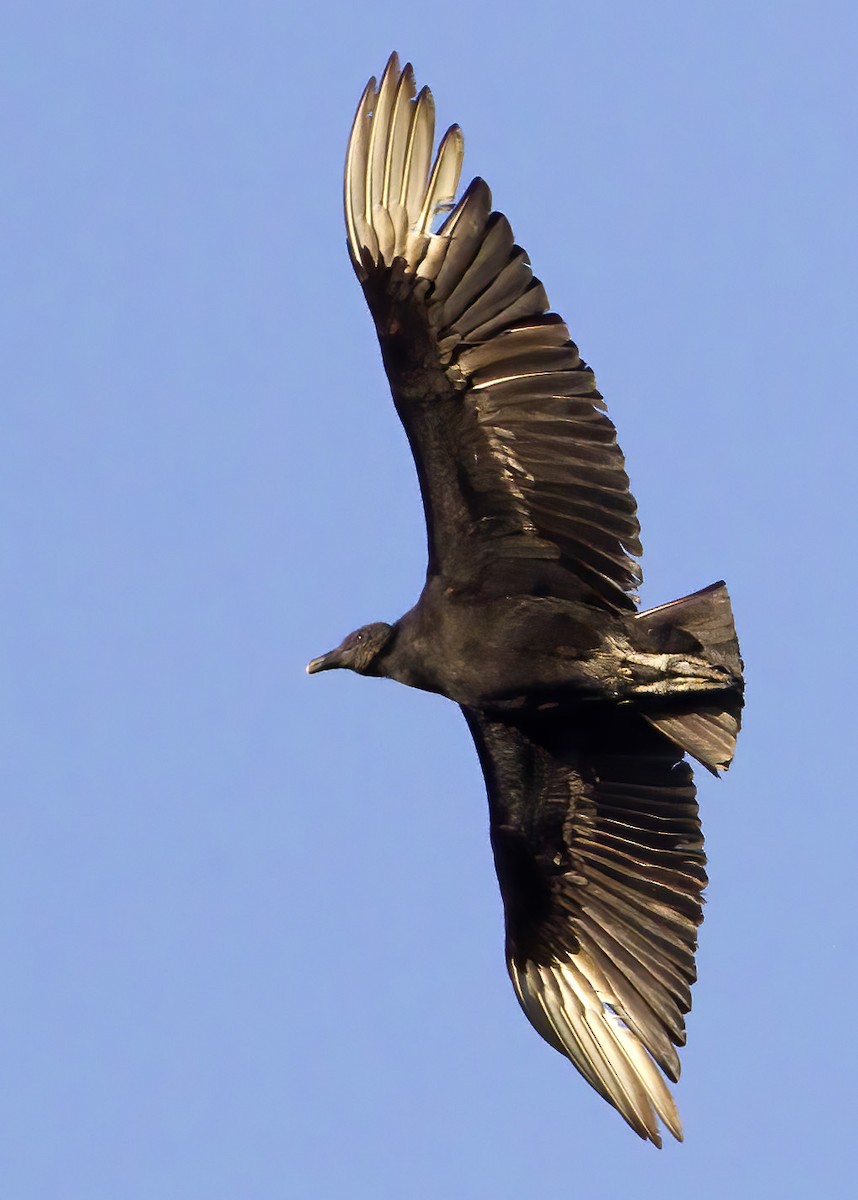 Black Vulture - ML467420401