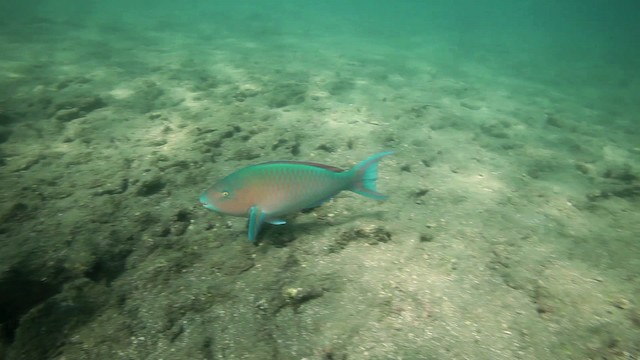 Blue barred parrotfish - ML467423
