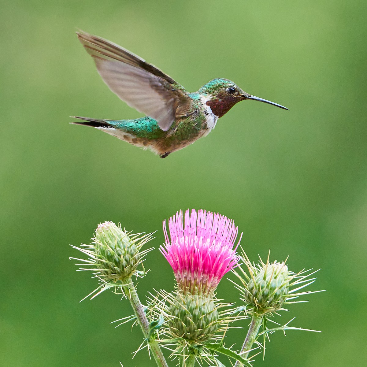 Broad-tailed Hummingbird - David Anderson