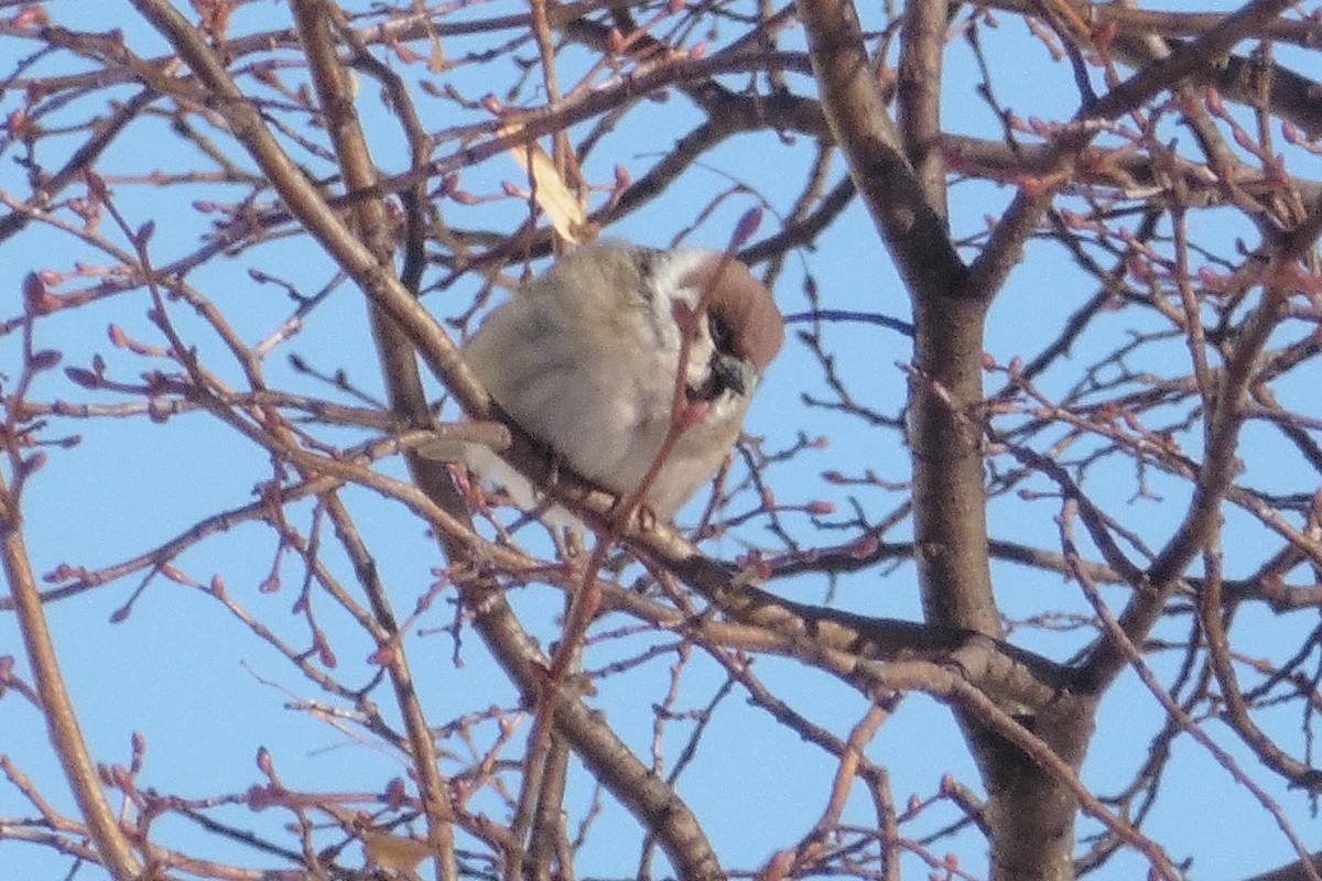Eurasian Tree Sparrow - ML467430851