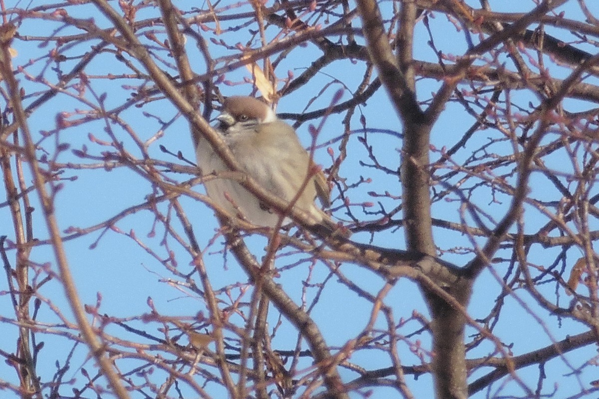 Eurasian Tree Sparrow - ML467430861