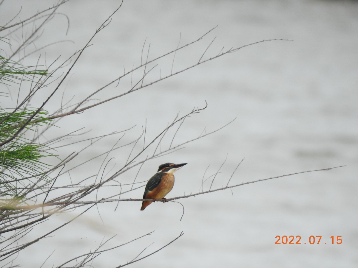 Common Kingfisher - ML467432121