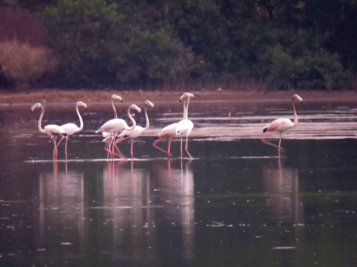 Greater Flamingo - bijumon ke