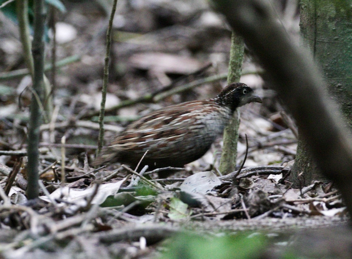 Black-breasted Buttonquail - ML467442821