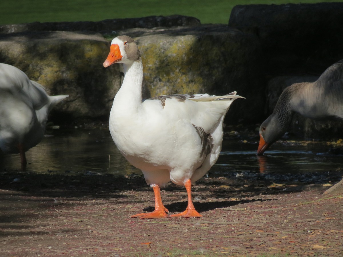Graylag x Swan Goose (hybrid) - Rose Ferrell