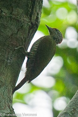 Fine-banded Woodpecker - ML467451121