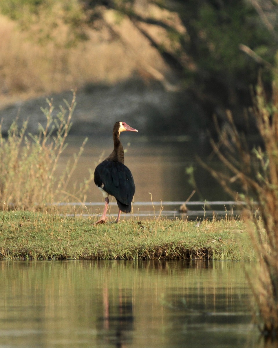 Spur-winged Goose - ML467454291