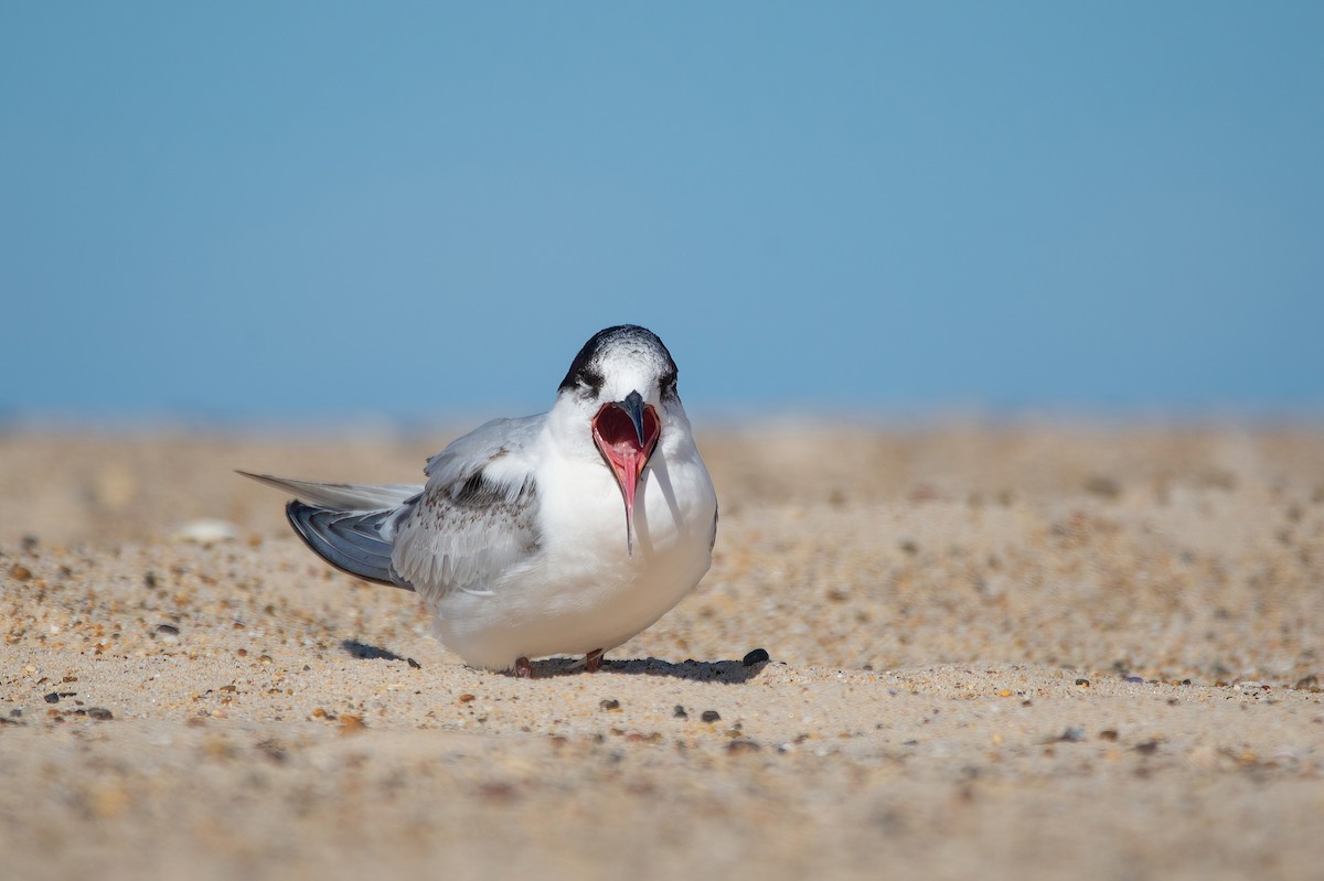 White-fronted Tern - ML467455381