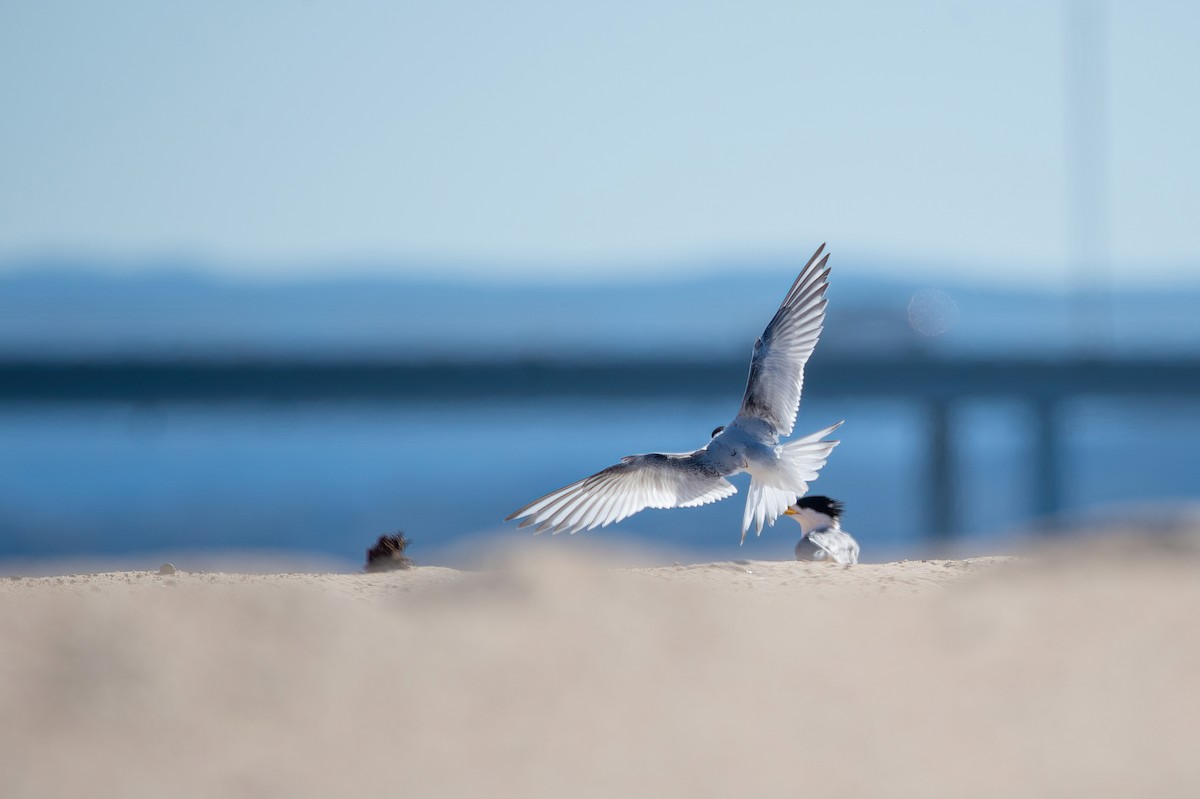 White-fronted Tern - ML467455411