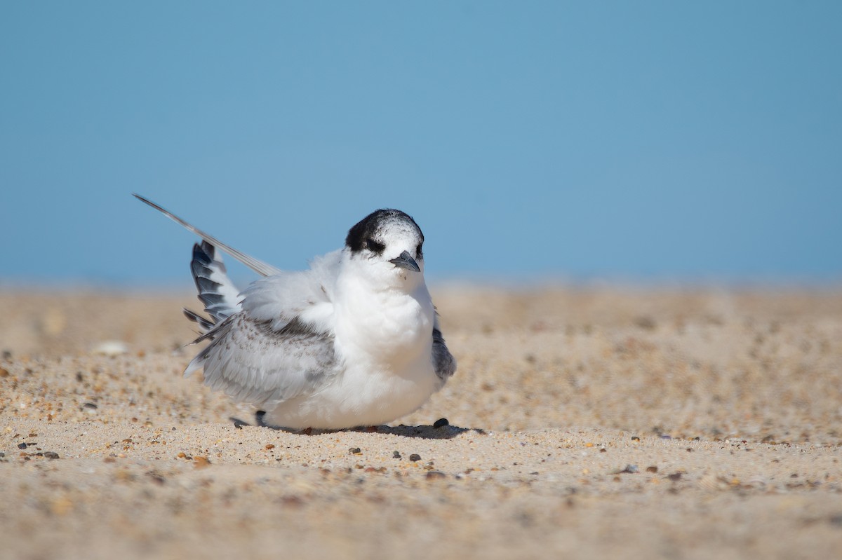 White-fronted Tern - ML467455421
