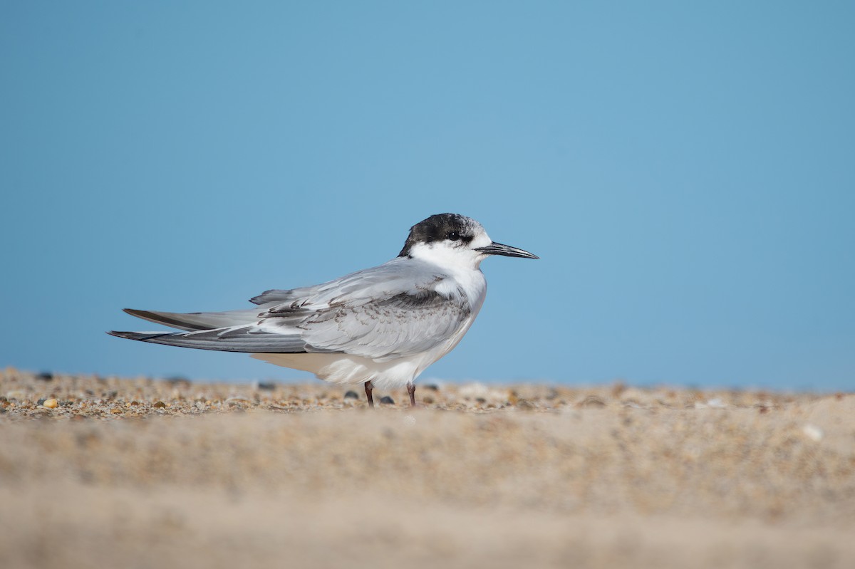 White-fronted Tern - ML467455501