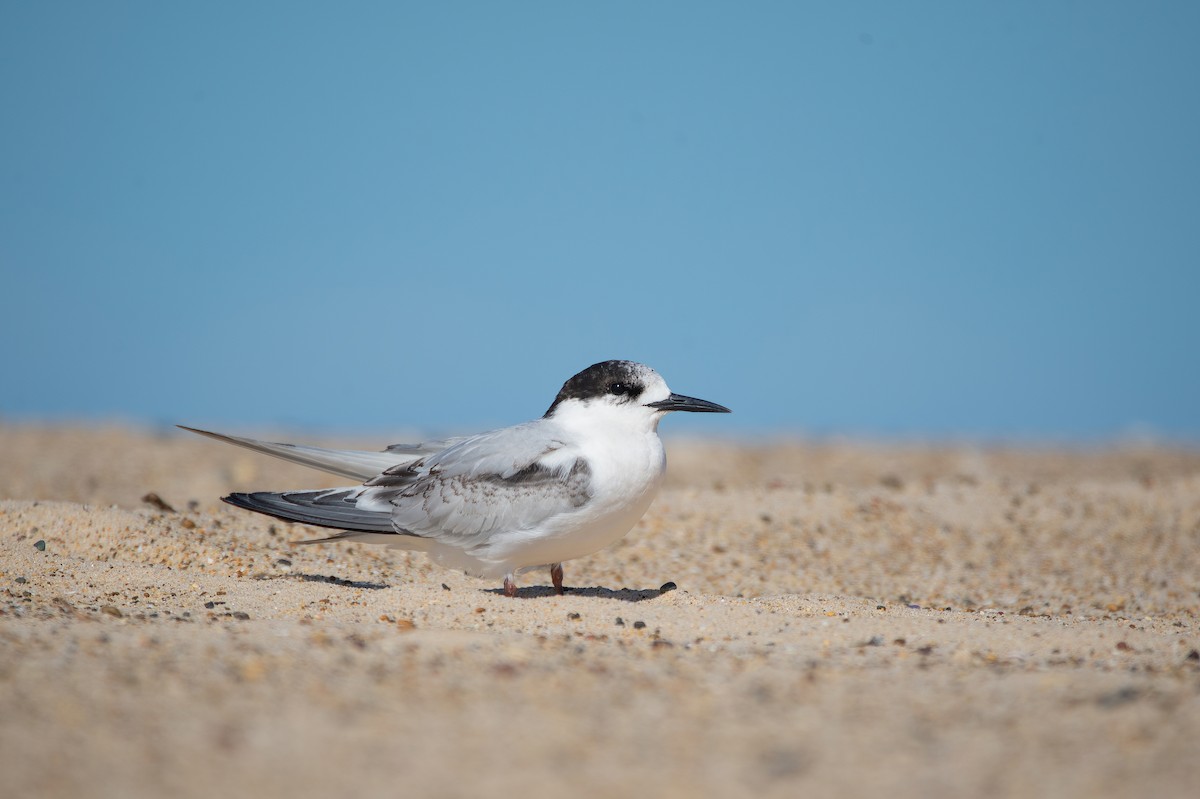 White-fronted Tern - ML467455671