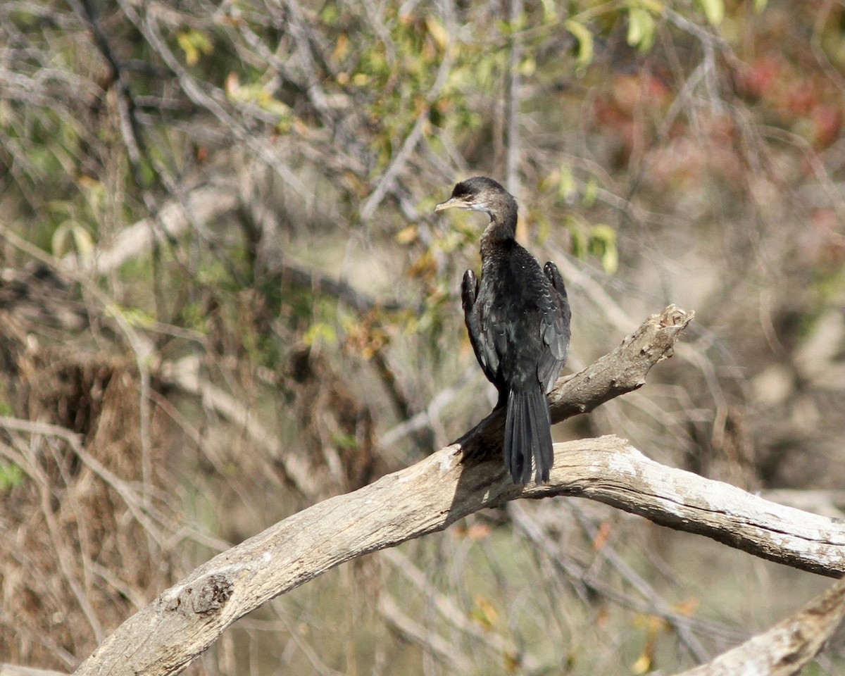 Long-tailed Cormorant - ML467459531