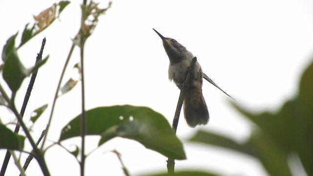 kolibřík fialovouchý - ML467459561
