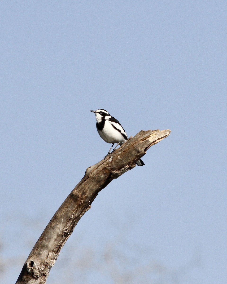 African Pied Wagtail - ML467460331