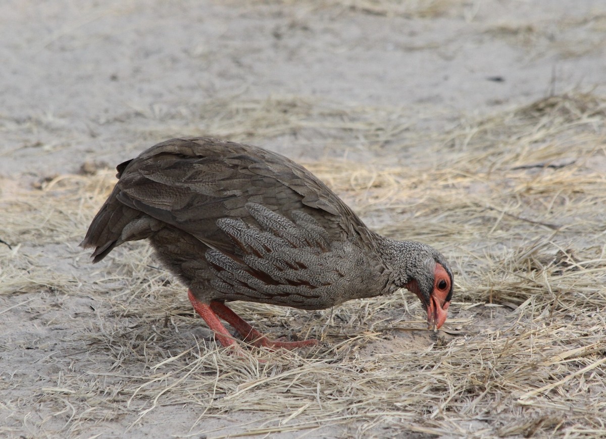Red-necked Spurfowl - ML467461921