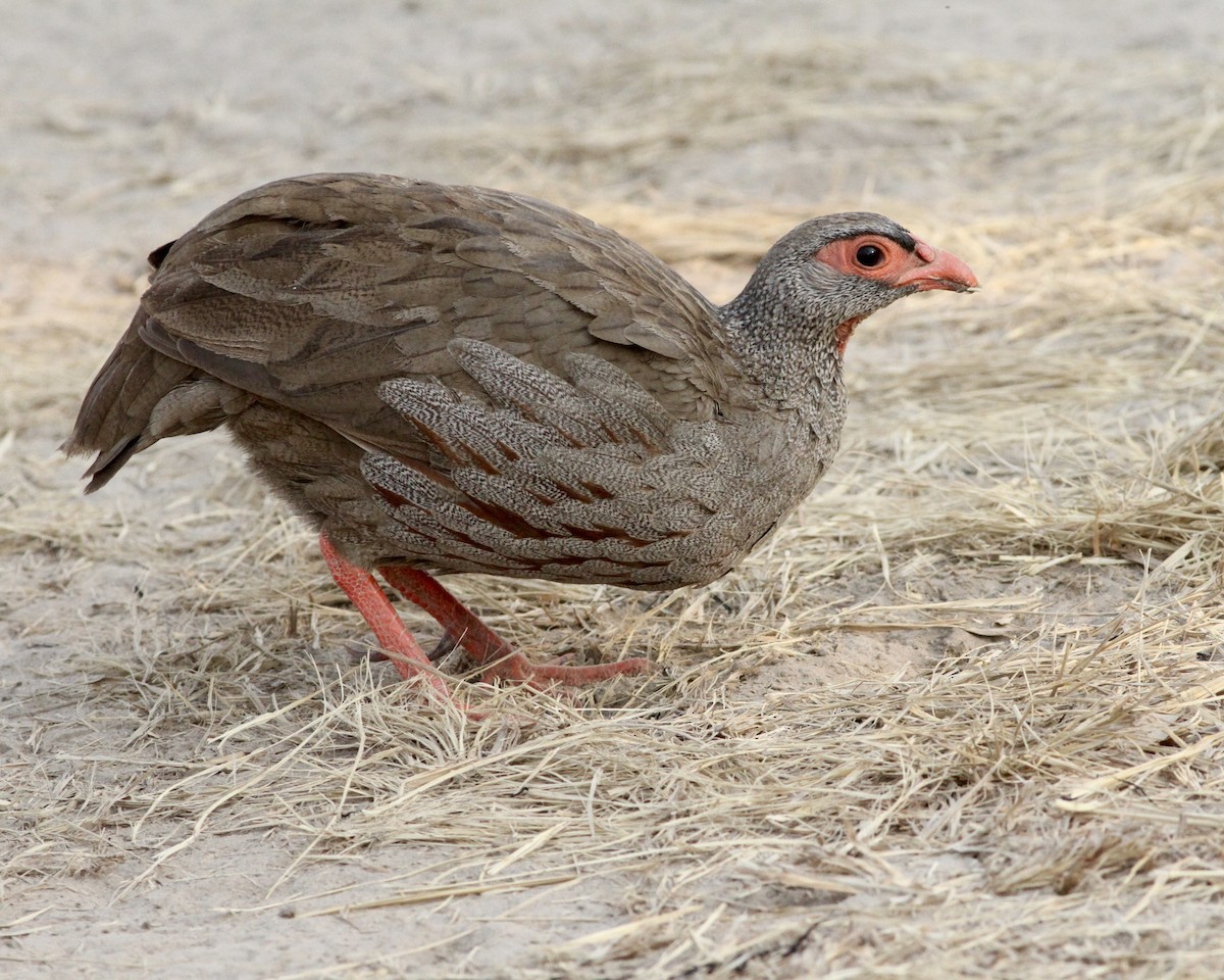 Red-necked Spurfowl - ML467461941