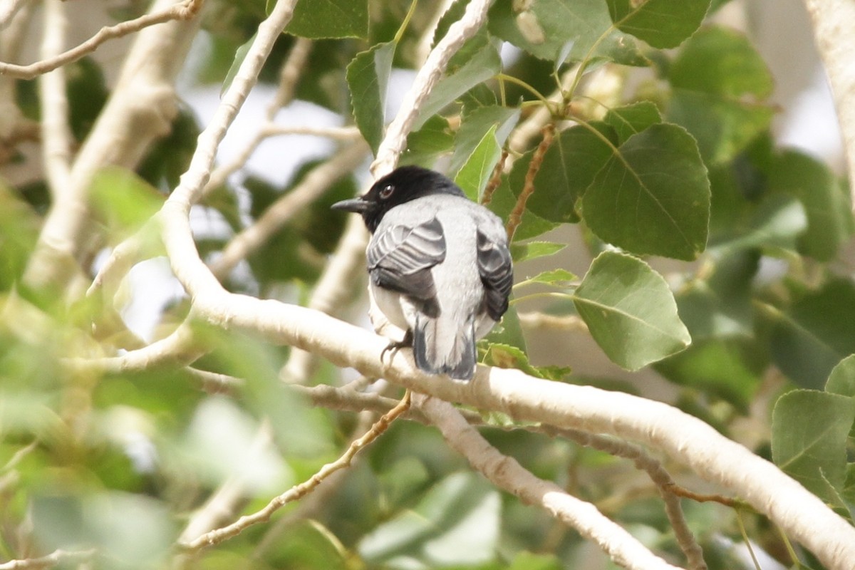 Black-headed Cuckooshrike - Padma Gyalpo
