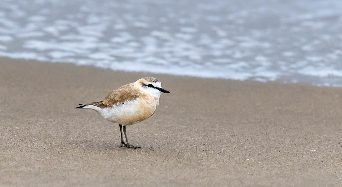 White-fronted Plover - ML467471721