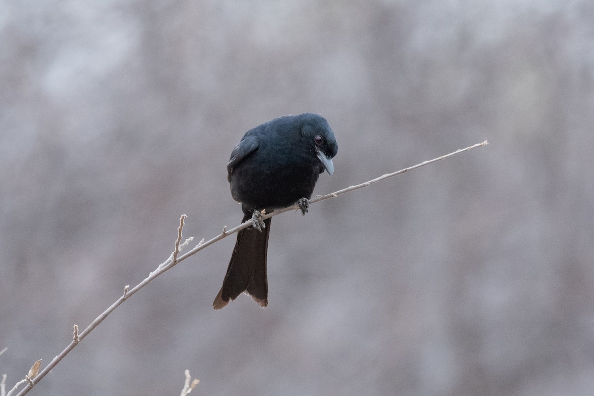 Fork-tailed Drongo - ML467473041
