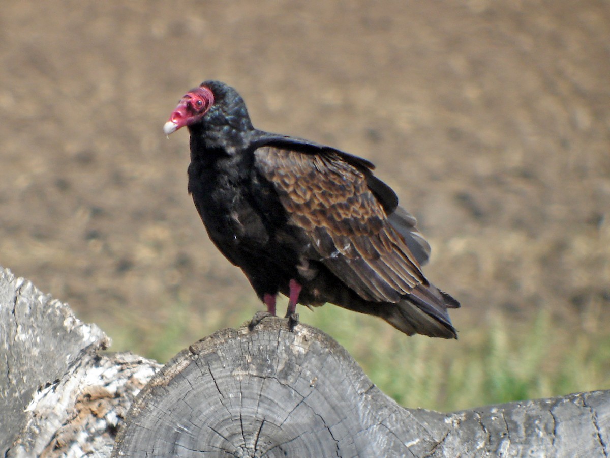 Turkey Vulture - ML46747581
