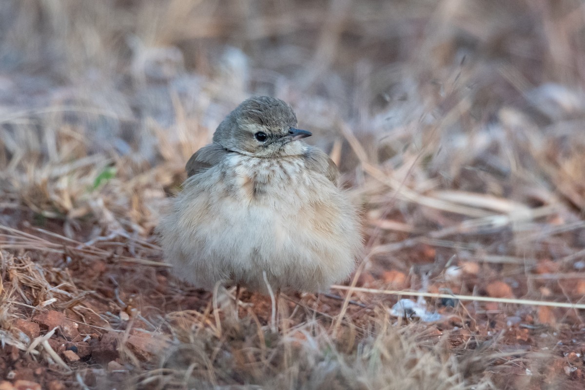 African Pipit - ML467476001