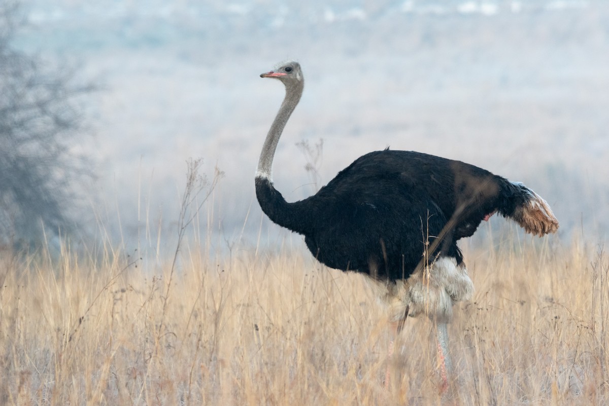 Common Ostrich - Alistair Routledge