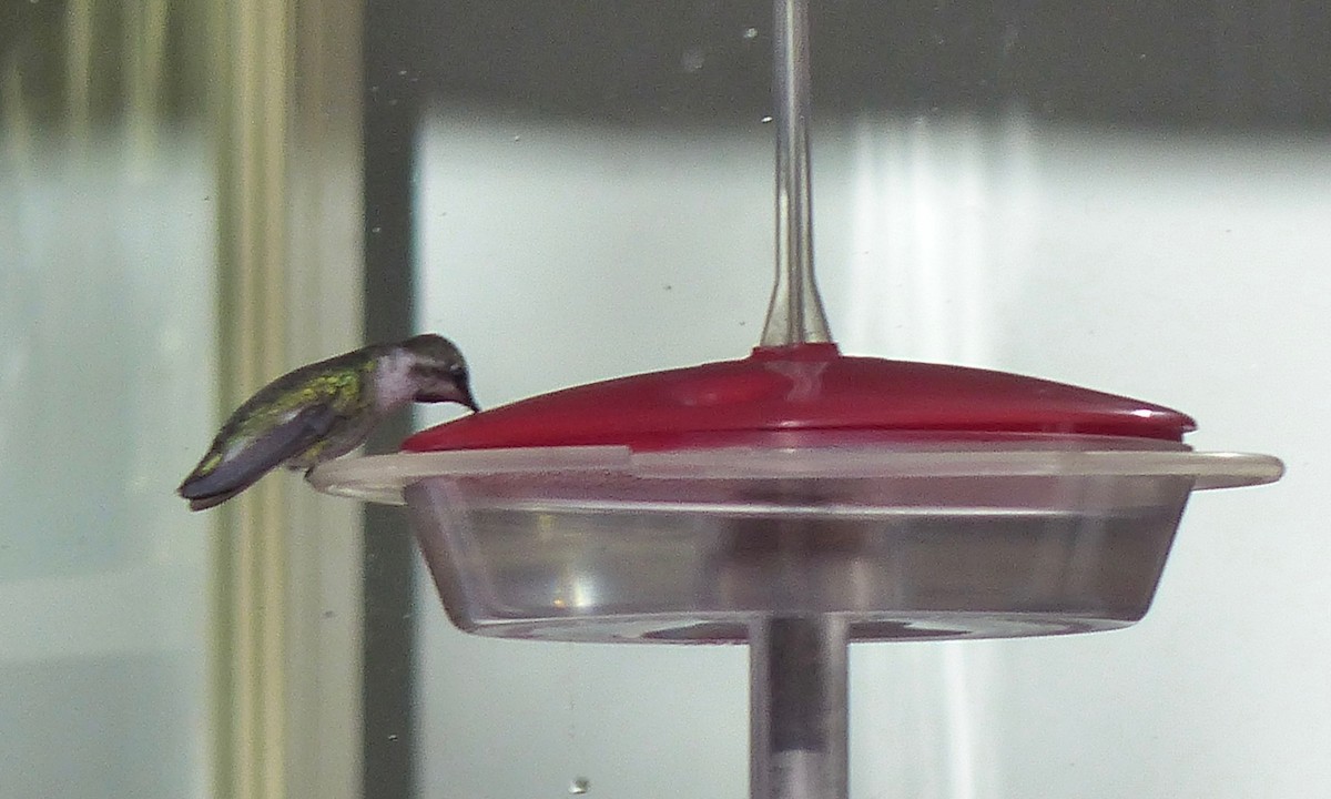 Costa's Hummingbird - ML46747631