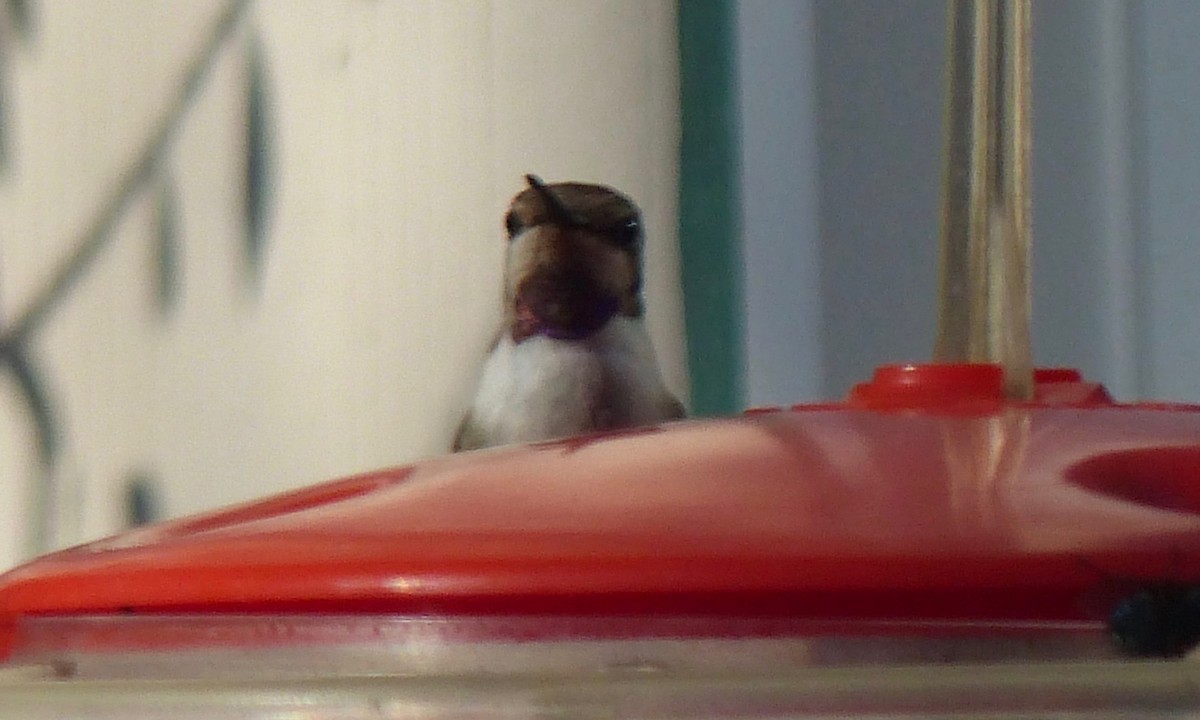 Costa's Hummingbird - Deb Holland