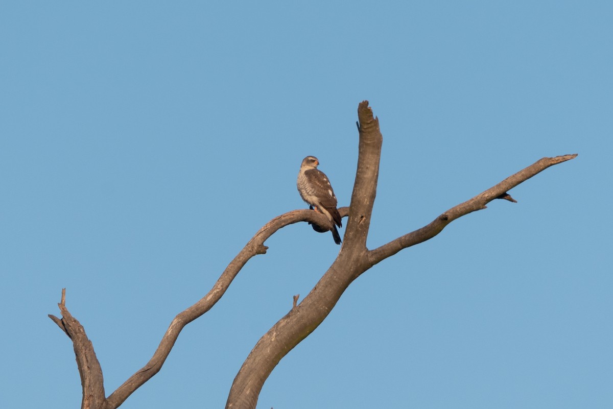 Ovambo Sparrowhawk - Alistair Routledge