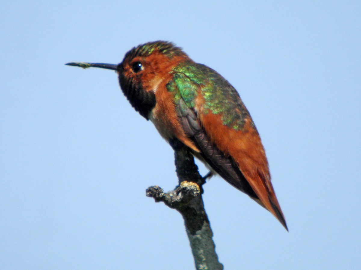 Allen's Hummingbird - Mark D. Read