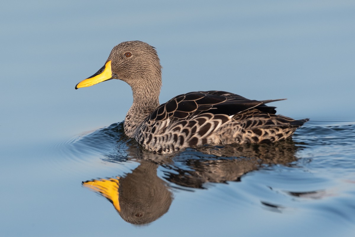 Yellow-billed Duck - Alistair Routledge