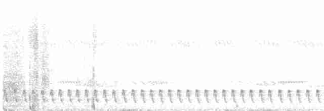 Square-tailed Nightjar - ML467480121