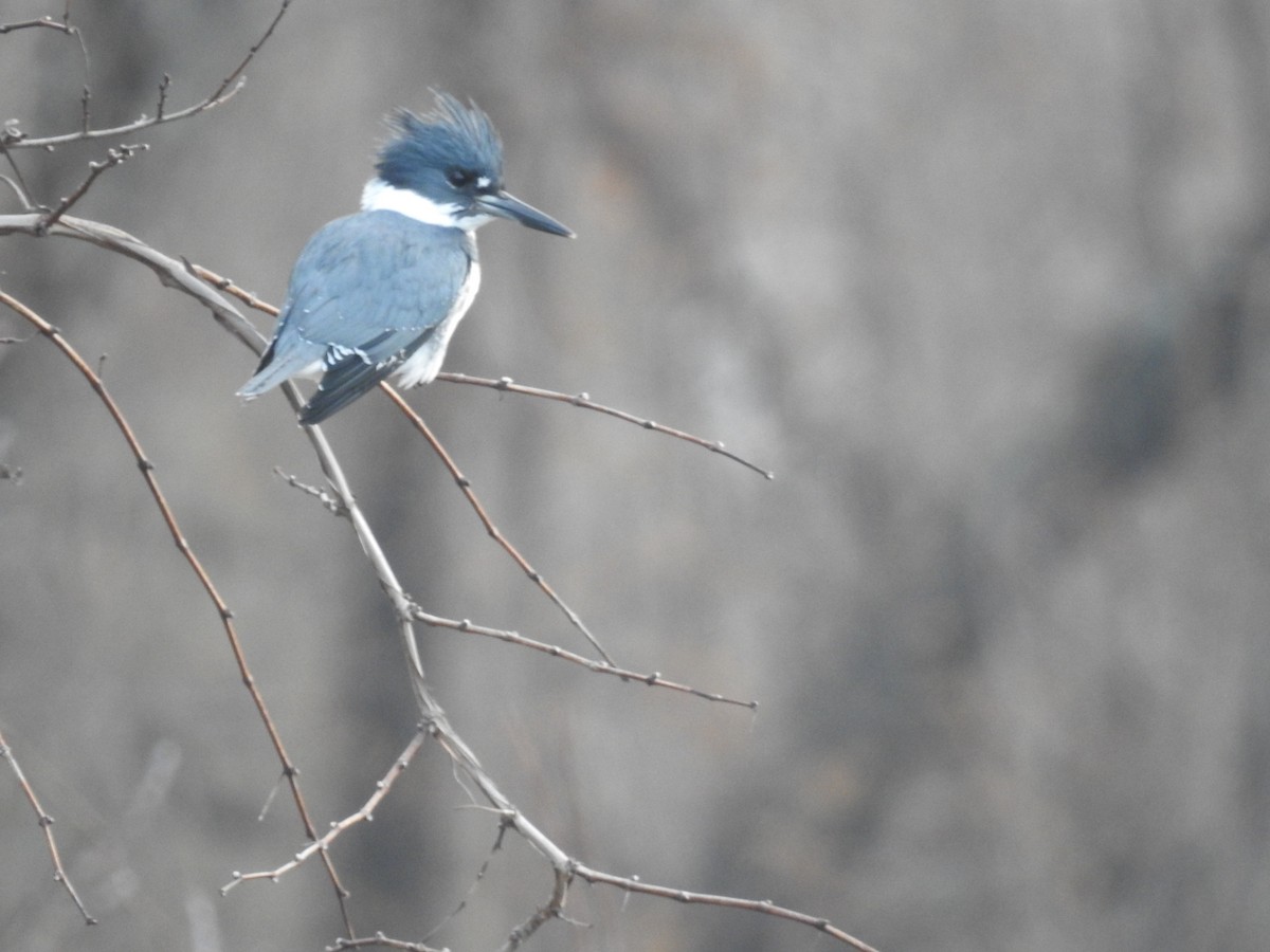 Belted Kingfisher - ML46748461