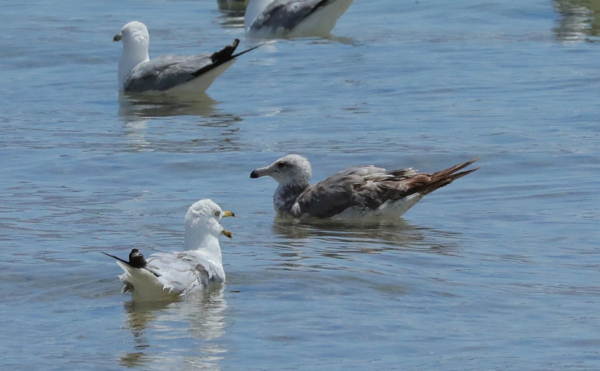 eBird Checklist 14 Jul 2022 Lake Havasu CityRotary Park 10 species