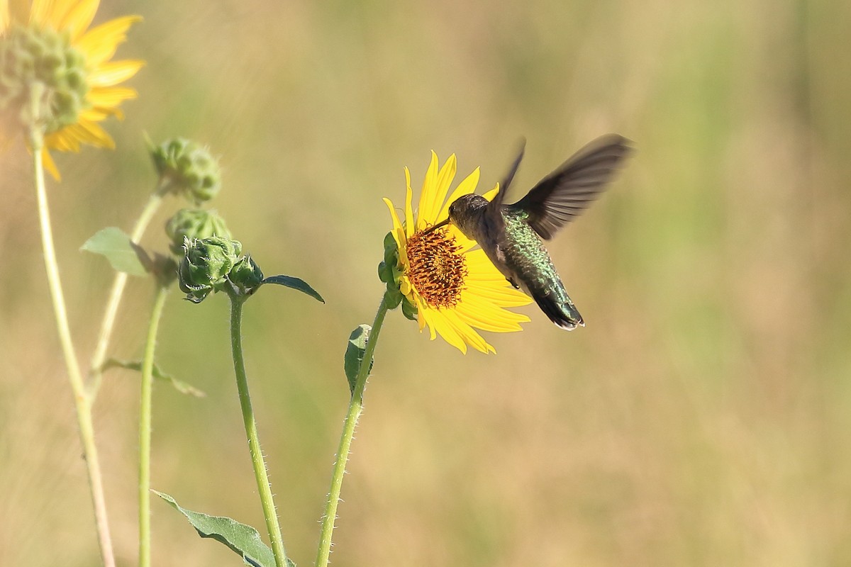 Black-chinned Hummingbird - Lawrence Haller