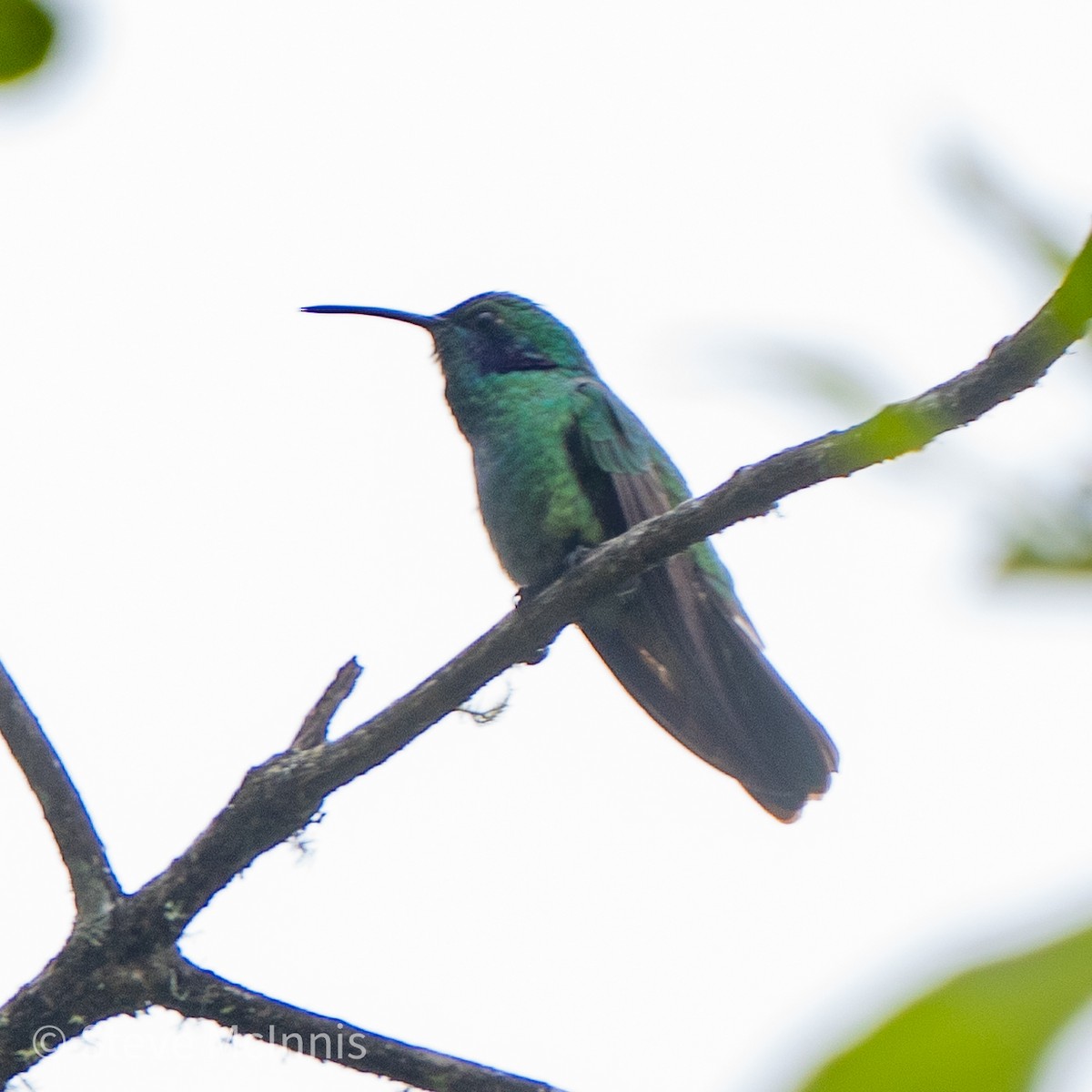 kolibřík modrouchý - ML467493161