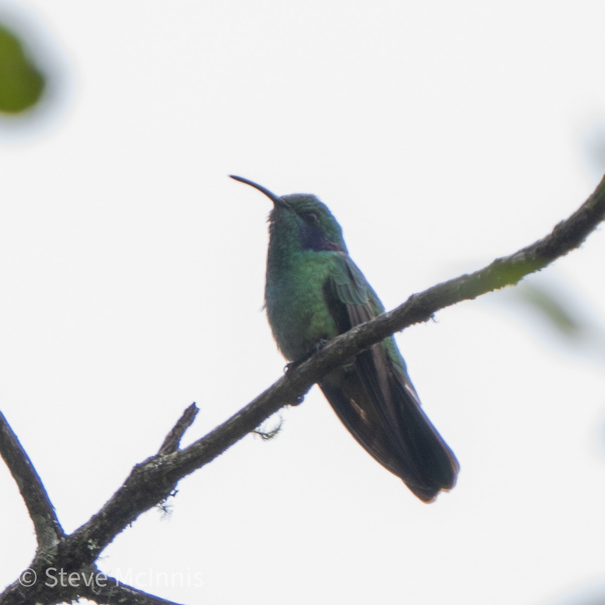kolibřík modrouchý - ML467493171