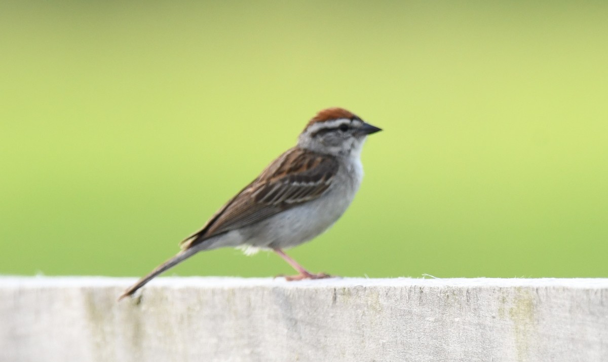 Chipping Sparrow - ML467494601