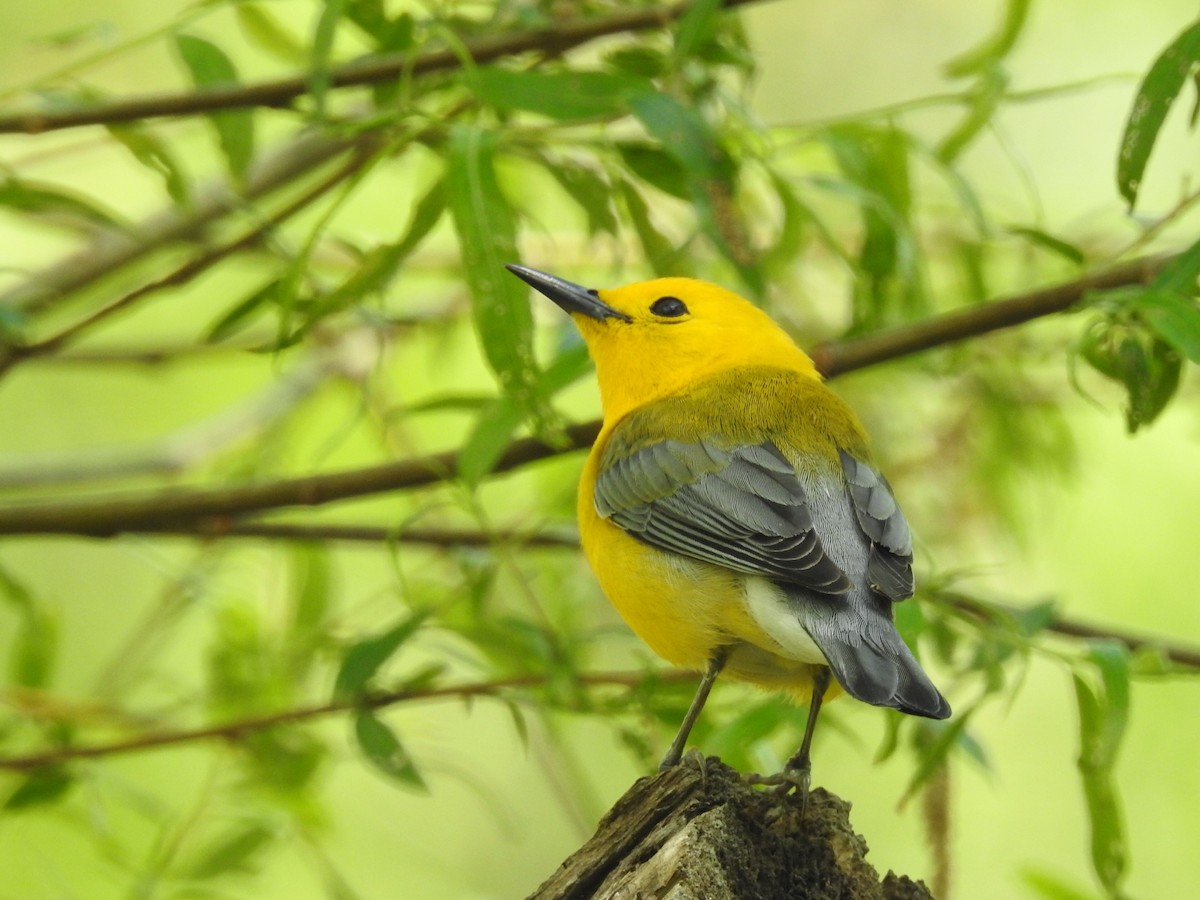 Prothonotary Warbler - ML46750751