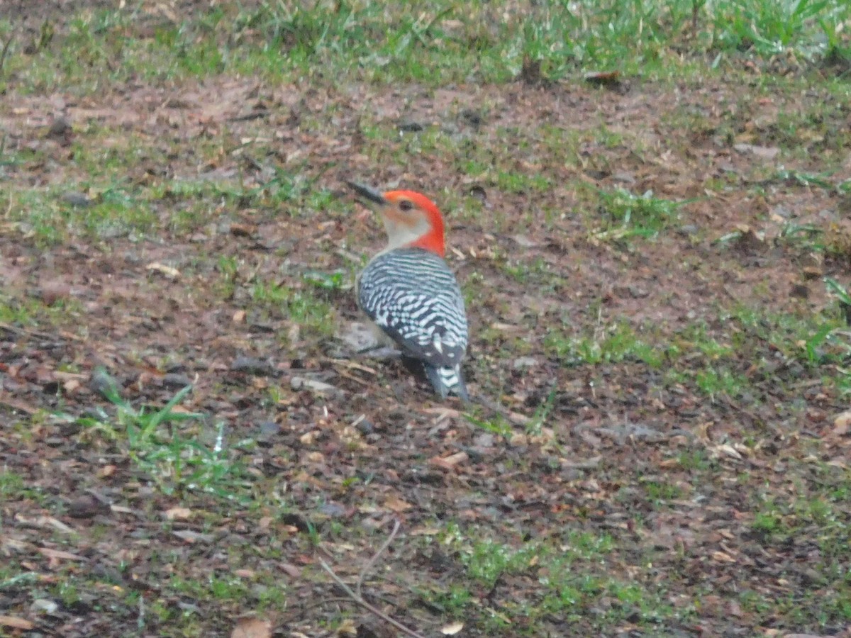 Red-bellied Woodpecker - ML46750881