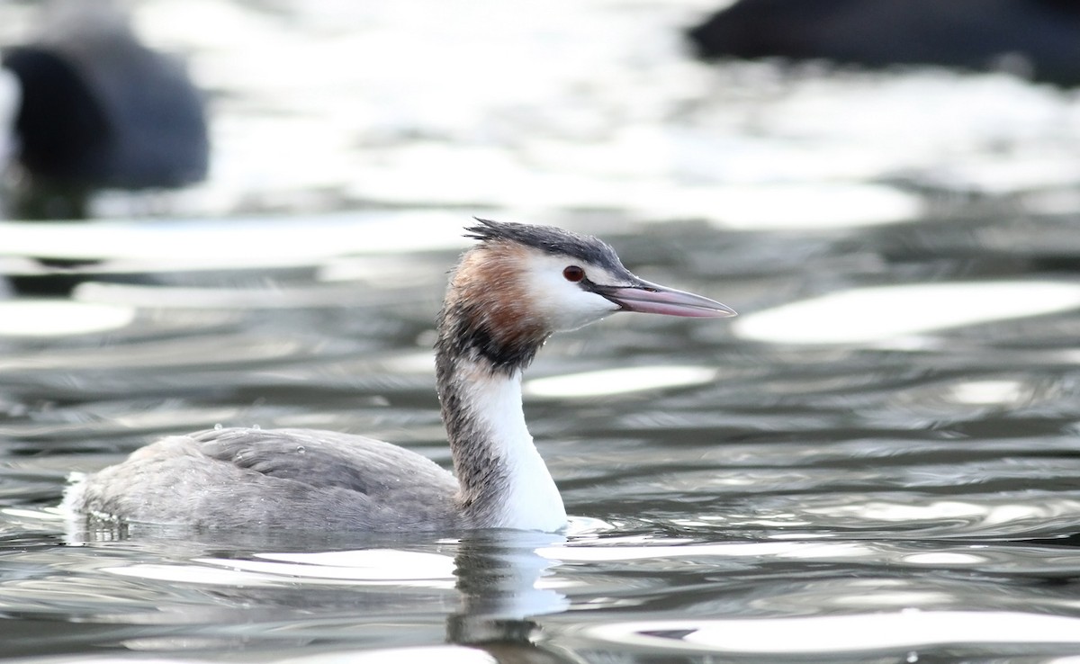 Great Crested Grebe - Adrien Mauss