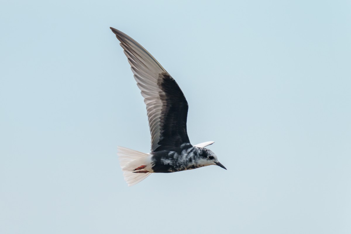 White-winged Tern - ML467524281