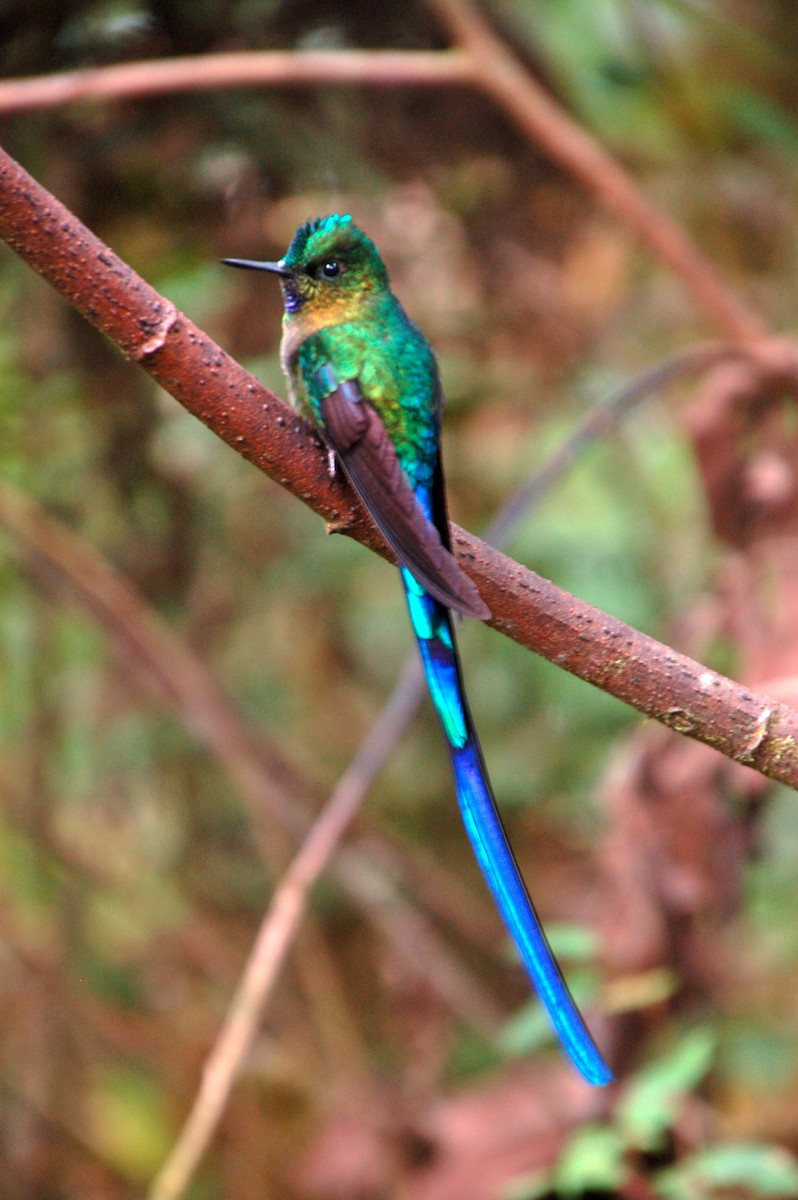 Violet-tailed Sylph - ML46752471