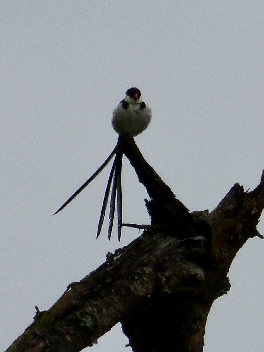 Pin-tailed Whydah - ML467525621