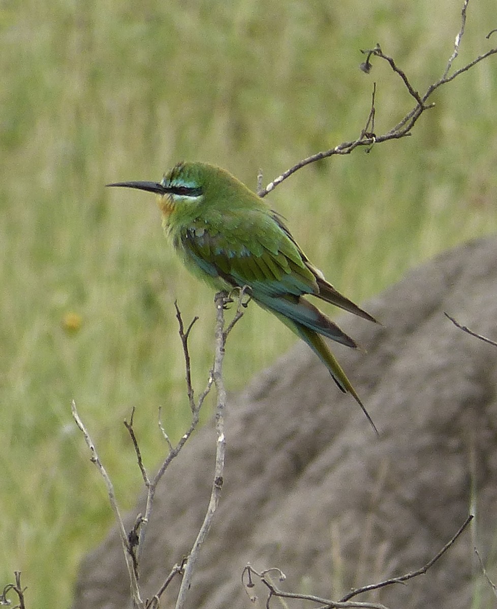 Blue-cheeked Bee-eater - ML467526091